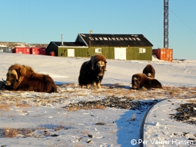 Moskusokser Danmarkshavn